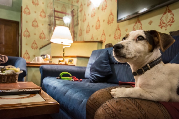 Holidays with your furry companions  Art Hotel Commercianti Bolonia
